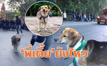 ไม่มีพลาด! \'พี่เตี้ย มช.\'ขวัญใจโซเชียล ร่วมขบวน\'รับน้องขึ้นดอย\' (ชมคลิป)