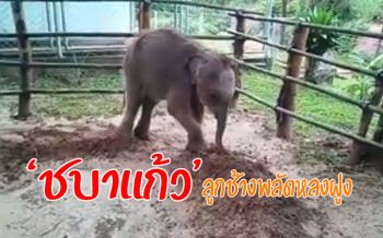 เปิดภารกิจ! เร่งนำ‘ชบาแก้ว’คืนสู่ป่า จนท.เผยหากไม่ได้กินนมแม่ช้างเสี่ยงโรคกระดูก (ชมคลิป)