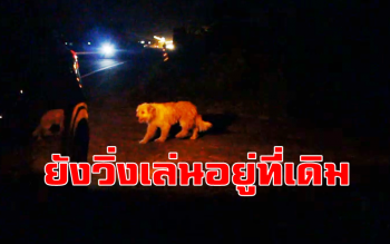 \'เจ้าบองบอง\' ยังวิ่งเล่นอยู่ที่เดิม ยังไม่ได้ไปอยู่บ้านใหม่กับสาวใจดี (ชมคลิป)