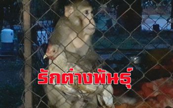 รักต่างสายพันธุ์‘ลิงข้าวเกรียบ’แกะข้าวโพด-เคี้ยวแคบหมูให้‘ไก่ข้าวตอก’
