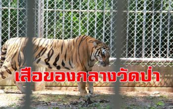 ผู้ว่าฯราชบุรีตรวจสอบเสือโคร่งของกลางวัดป่าหลวงตามหาบัวตาย 86 ตัว