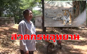 \'วัดเสือ\' จวกกรมอุทยานฯกลืนน้ำลายตัวเอง ระบุ \'เสือที่ตาย 86 ตัวเป็นสายพันธุ์ไซบีเรีย\'
