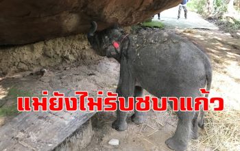 ปฏิบัติการส่งคืน \'ชบาแก้ว\' กลับฝูงแม่ช้าง แต่ยังไม่มีฝูงเข้ามารับ