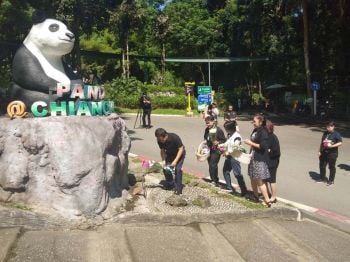 1สัปดาห์รู้ผล  สาเหตุ‘ช่วงช่วง’ตาย  ไทย-จีนร่วมผ่าชันสูตร