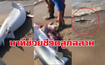 สุดเศร้า! ฉลามท้องแก่เกยตื้นตายชาวประมงผ่าท้องช่วยลูกน้อยรอดหลายชีวิต (ชมคลิป)