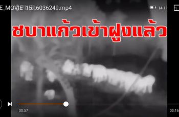 เย้! \'ชบาแก้ว\' เข้าฝูงแม่แล้ว เจ้าหน้าที่กระจายกำลังเฝ้าติดตามใกล้ชิด​