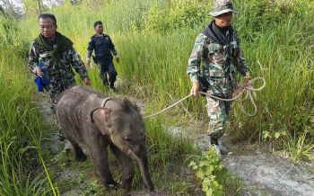 หลุดโขลง! จนท.พบ\'ชบาแก้ว\'เดินอยู่ลำพัง หลังพากลับเข้าป่าได้แค่วันเดียว