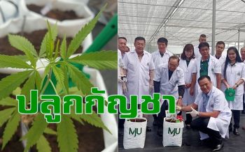 \'อนุทิน\' เปิดแปลงปลูกกัญชา ม.แม่โจ้ ระดับอุตสาหกรรมแห่งแรกของอาเซียน 1.2 หมื่นต้น