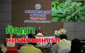 เปิดตำนานกัญชานครพนมต้นแรก นักวิชาการอบรมสายเขียวสกัดสาร CBD รองรับเปิดเสรี