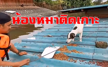 คลิป เอาอาหารมาให้ \'น้องหมา\' ติดน้ำท่วมอยู่บนหลังคาบ้านที่อุบลฯ
