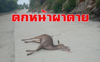 สุดสลด! สุนัขจรจัดไล่กัดกวางป่าวิ่งหนีตายตกหน้าผาดับ