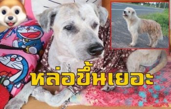 \'บอง บอง\'หล่อขึ้น! ไปอยู่บ้านใหม่กับสาวใจดีแล้วพร้อมเปลี่ยนชื่อเป็น \'ลีโอ\'