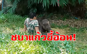 นอนธรรมดาโลกไม่จำ! \'ชบาแก้ว\'\' ลูกช้างป่าจอมซนง่วงจัดล้มตัวนอนบนตักพี่เลี้ยง (ชมคลิป)