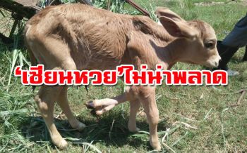 แปลก!!!แม่วัวพันธุ์ไทยปราจีนบุรี ตกลูกมี 5 ขา 6 กีบเท้า