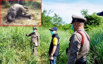สลด!!พบซากช้างป่าตายกลางป่าแก่งกระจาน คาดแท้งลูกเสียชีวิต