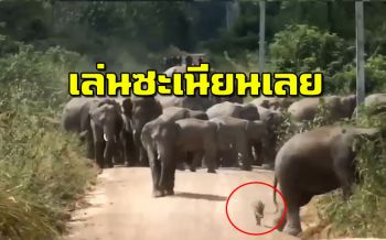 อะไรแว๊บๆสงสัยสายลับ! หมูป่าหลงเข้าฝูงช้าง ปลอมตัวมาซะเหมือนเชียว