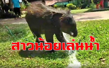ไปชมลีลา \'ชบาแก้ว\' ลูกช้างป่าแม่ขนตางอนซ้อม​เล่นน้ำก่อนลุยบ่อโคลน