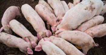 ตั้งด่านเข้ม3จว.อีสาน ปศุสัตว์คุมอหิวาต์หมู