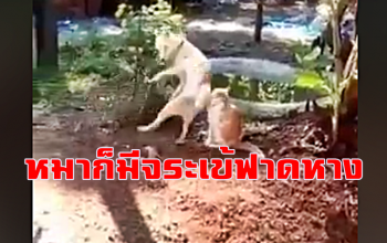 พี่แมวงง! เจอ \'น้องหมา\' เล่นจระเข้ฟาดหางกระโดดหลบแทบไม่ทัน
