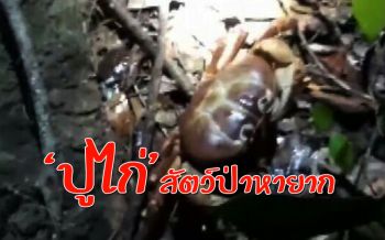 พบ ‘ปูไก่’ สัตว์ป่าหายากที่เกาะห้อง จนท.เร่งสำรวจหาความหลากหลาย