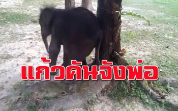 สุดน่ารัก!!ลูกช้างน้อย‘ชบาแก้ว’หาวิธีบรรเทาอาการคันแบบเฉพาะของตัวเอง(ชมคลิป)