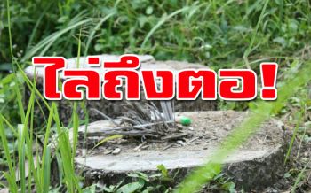 ‘พยัคฆ์ไพร’เช็คบิลแก๊งฟอกไม้เถื่อน สวมไม้สวนป่าขายโรงเลื่อย