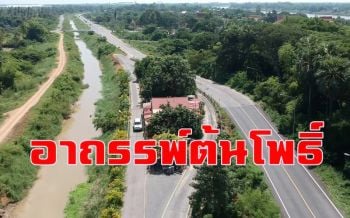 คลิป ต้นโพธิ์นี้มีอาถรรพ์! ยืนต้นเด่นกลางถนน ใครตัดต้องมีอันเป็นไป