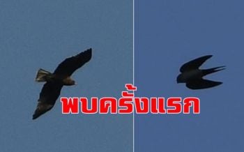 พบนกอพยพ \'อินทรีเล็ก-นกนางแอ่นตะโพกแดง\' ครั้งแรกใน \'ม.มหิดล\' กาญจน์