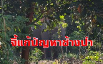 ห่วง \'ช้างป่าตาใกล้บอด\' ปักหลักหากินในสวนไผ่ชาวบ้านแก่งหางแมว จี้ จนท.เร่งดูแล