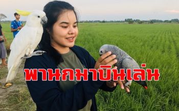 กลุ่มผู้เลี้ยงนกอ่างทอง นำนกมาปล่อยให้บินอย่างอิสระกลางทุ่งนาศาลเจ้าโรงทอง
