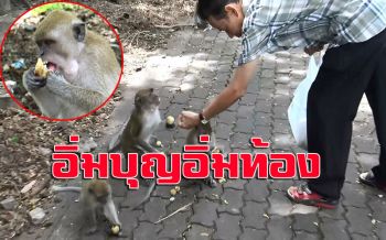 เที่ยวยังไงให้ได้บุญ!!นทท.แวะทำบุญแจกทานสัตว์ให้อาหารฝูงลิง-นกพิราบเขาตังกวน