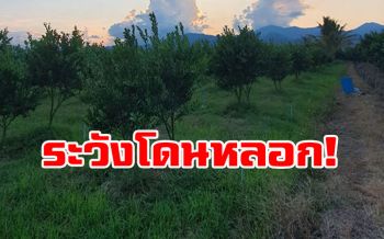 นักวิชาการยันยังไม่มีสารชีวภัณฑ์กำจัดวัชพืช ได้รับการรับรองจากกรมวิชาการเกษตร