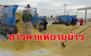ชาวนาบุรีรัมย์แห่นำข้าวเปลือกเกี่ยวสดเข้าคิวขายโรงสีวันละกว่า 200 ราย