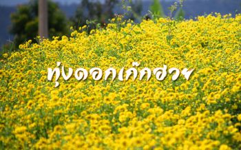 วันหยุดสุดฟิน! พาชมทุ่ง ‘ดอกเก๊กฮวย’ บานสะพรั่งเหลืองอร่าม