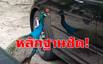 เปิดคลิปเจอแล้วผู้ต้องหา!!! ทำรถบุบ-สีถลอก \'เจ้านกยูง\' แก่งส้มแมวนี่เอง