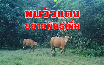 เปิดคลิป \'พบวัวแดง\' ใน \'เขตป่าสลักพระ\' กาญจน์ขยายพันธุ์มากขึ้น
