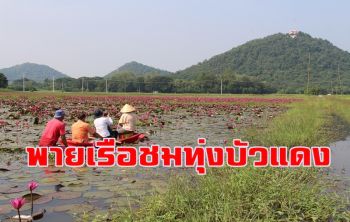 พายเรือชม \'ทุ่งบัวแดง\' ที่สถานีทดลองข้าวเมืองโอ่งที่กำลังบานสะพรั่งเต็มคลอง