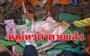 เศร้า! \'เจ้านำโชค\' หมูเทวดาป่วยตายวัดจัดพิธีเหมือนมนุษย์ คอหวยไม่พลาดส่องเลขเด็ด