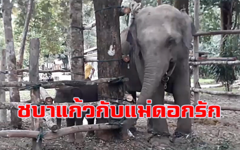 เปิดคลิปน่ารัก! \'ชบาแก้ว\' กับ \'แม่ดอกรัก\' พบกันครั้งแรก