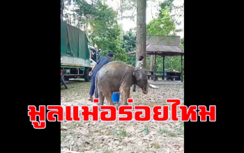 คลิป \'ชบาแก้ว\' เริ่มกินมูล \'แม่ดอกรัก\' จนท.เร่งสร้างความคุ้นเคยแม่-ลูก