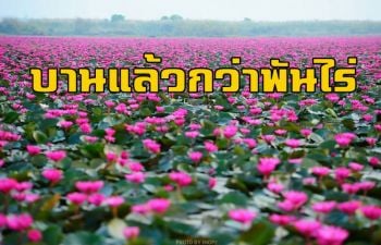 ทะเลบัวแดงกว่าพันไร่บานสะพรั่งเต็มอ่างหนองหญ้าม้า \'ชายป่าดงระแนง\'