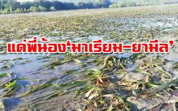 ชมรมผู้เลี้ยงกุ้งกระบี่‘ปลูกหญ้าทะเล’ เติมความสมบูรณ์แหล่งอาหาร‘พะยูน’
