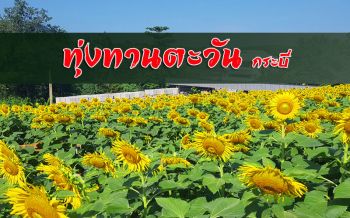 เช็คอิน! ‘ทุ่งดอกทานตะวัน’ เมืองกระบี่ เหลืองอร่าม นทท.แห่สัมผัส