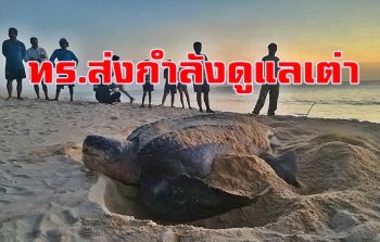กองทัพเรือจัดกำลังเข้าร่วมดูแล \'เต่ามะเฟือง\' ขึ้นวางไข่ที่หาดท้ายเหมือง