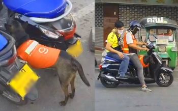 น่ารักสุดๆ \'เจ้ากล้าหาญ\'เบอร์9 น้องหมาประจำวินตลาดแม่กลอง (คลิป)