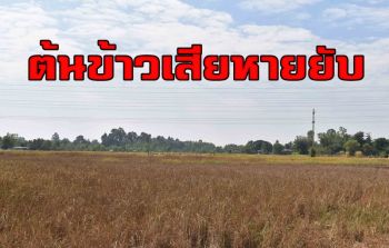 ชาวกาฬสินธุ์ร้องน้ำเสียโรงงานรั่วซึมลงสู่ที่นาทำต้นข้าวล้มตายเสียหายยับ