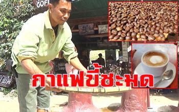 หนาวนี้เที่ยวภูหินร่องกล้า ลองชิม \'กาแฟขี้ชะมด\' ร้านกาแฟสดตานวยบ้านร่องกล้า