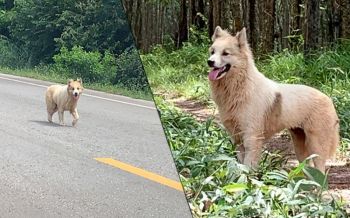 เจ้าตูบพันธุ์บางแก้วขนฟูแสนน่ารัก ชะเง้อมองหาเจ้าของ-คาดพลัดตกลง