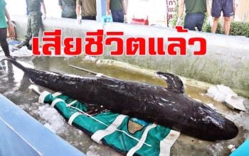 ปลาวาฬเพชรฆาตเกยตื้นพัทยาเสียชีวิตแล้วเจ้าหน้าที่เร่งผ่าชันสูตรหาสาเหตุ