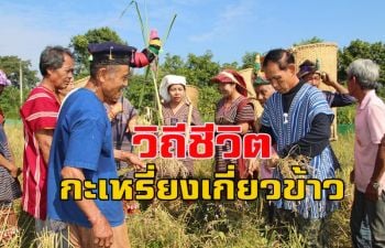 เที่ยวชมวิถีชีวิตดั้งเดิมที่สืบทอดมาแต่โบราณ \'กะเหรี่ยงเกี่ยวข้าว\' ที่หาดูได้ยาก